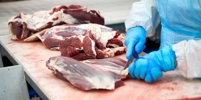 Работники участка жиловки отвечают за внешний вид мяса, которое поступает в продажу. Здесь мясо распределяется по сортам и подготавливается к дальнейшей глубокой переработке