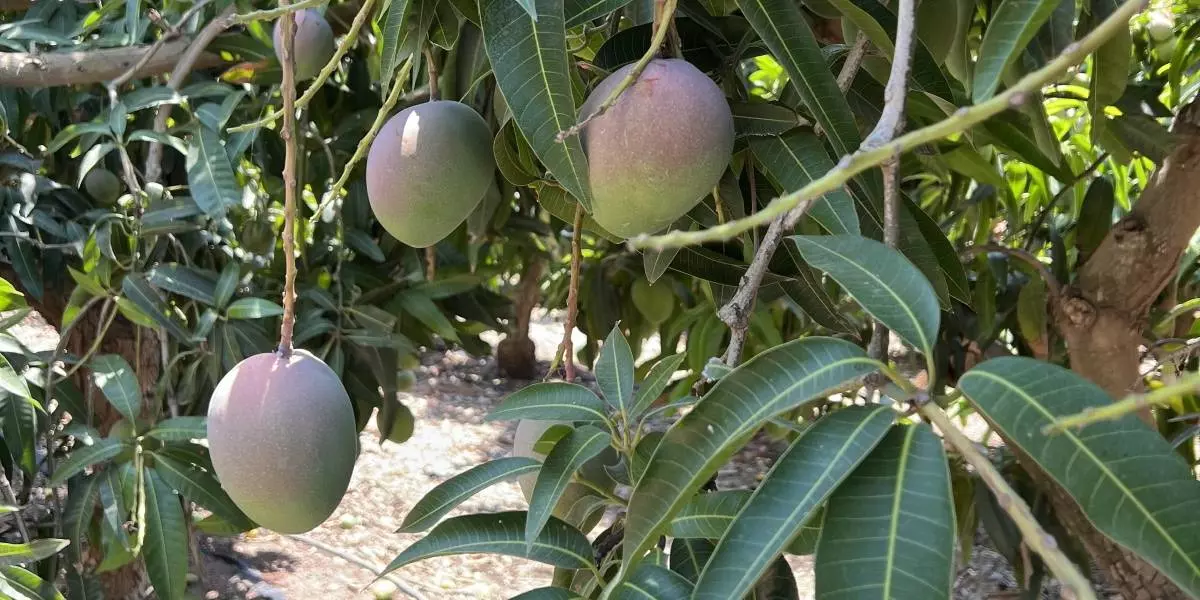 Как растёт манго: видео и фото из фруктовых садов в Израиле
