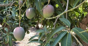 Как растёт манго: видео и фото из фруктовых садов в Израиле