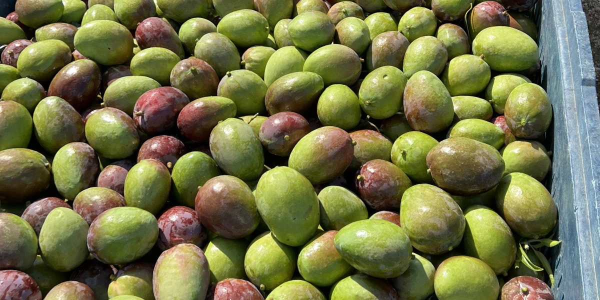 Как растёт манго: видео и&nbsp;фото из&nbsp;фруктовых садов в&nbsp;Израиле