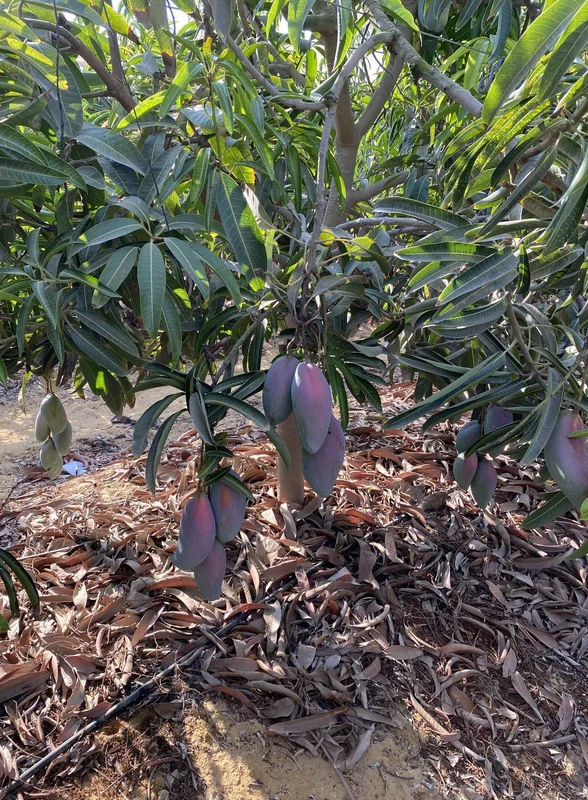 Первое манго из Египта: репортаж из тропиков для ВкусВилла