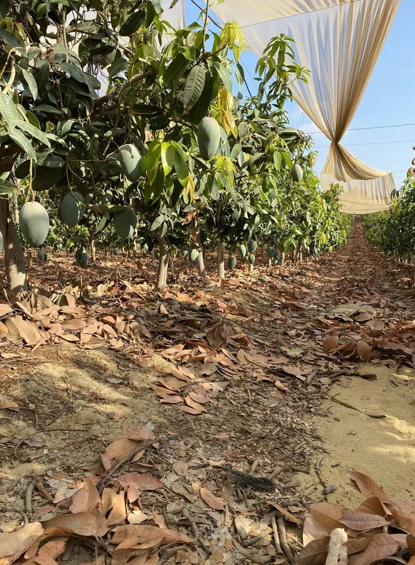 Первое манго из Египта: репортаж из тропиков для ВкусВилла