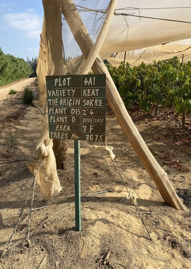 Первое манго из&nbsp;Египта: репортаж из&nbsp;тропиков для&nbsp;ВкусВилла