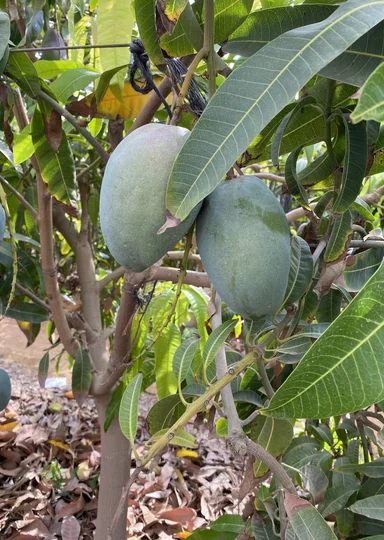 Первое манго из Египта: репортаж из тропиков для ВкусВилла