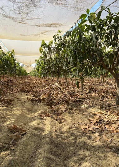 Первое манго из Египта: репортаж из тропиков для ВкусВилла