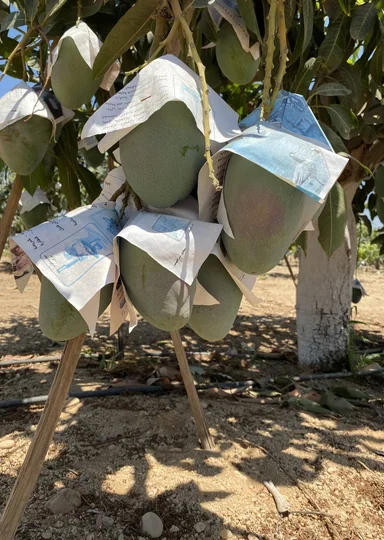 Первое манго из Египта: репортаж из тропиков для ВкусВилла