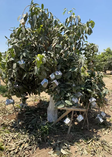 Первое манго из Египта: репортаж из тропиков для ВкусВилла