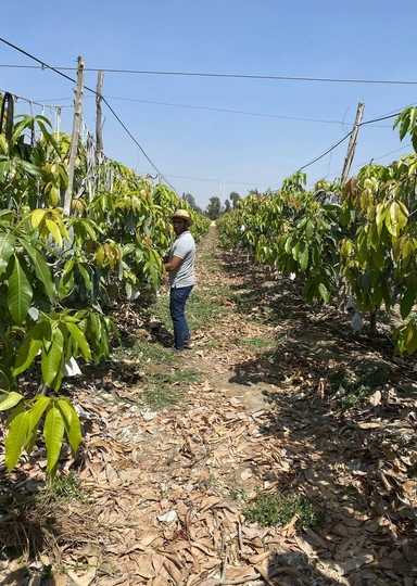 Первое манго из&nbsp;Египта: репортаж из&nbsp;тропиков для&nbsp;ВкусВилла