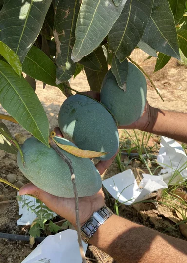 Первое манго из Египта: репортаж из тропиков для ВкусВилла