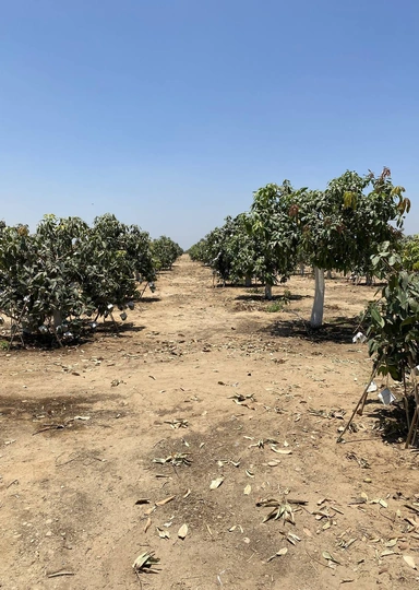 Первое манго из&nbsp;Египта: репортаж из&nbsp;тропиков для&nbsp;ВкусВилла