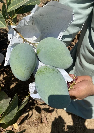 Первое манго из Египта: репортаж из тропиков для ВкусВилла