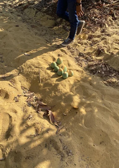 Первое манго из Египта: репортаж из тропиков для ВкусВилла