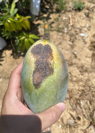 Первое манго из&nbsp;Египта: репортаж из&nbsp;тропиков для&nbsp;ВкусВилла