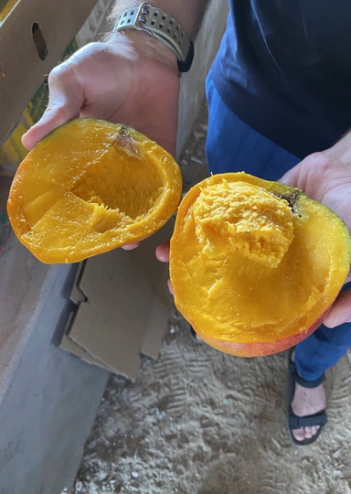 Первое манго из&nbsp;Египта: репортаж из&nbsp;тропиков для&nbsp;ВкусВилла