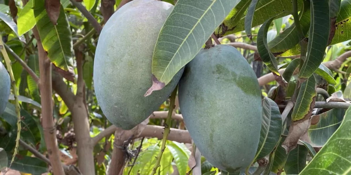 Первое манго из Египта: репортаж из тропиков для ВкусВилла