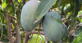 Первое манго из Египта: репортаж из тропиков для ВкусВилла