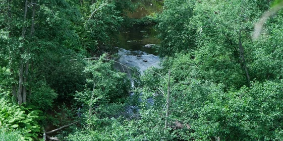 Производство «Органик Фармасьютикалз» расположено в экологически чистом районе Новгородской области. В радиусе ближайших километров — только лес. Ощущение, что ты оказался на базе отдыха или в санатории