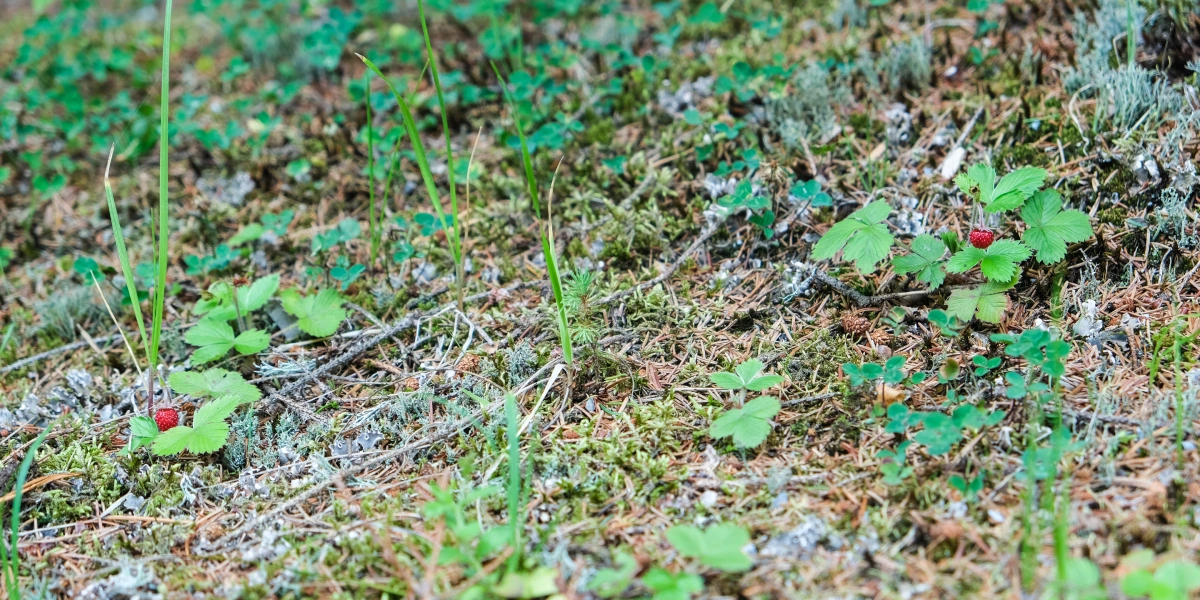 Воздух свежий и&nbsp;ароматный, а на&nbsp;территории производства сотрудники даже собирают грибы и&nbsp;ягоды