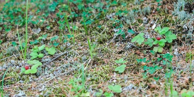 Воздух свежий и&nbsp;ароматный, а на&nbsp;территории производства сотрудники даже собирают грибы и&nbsp;ягоды