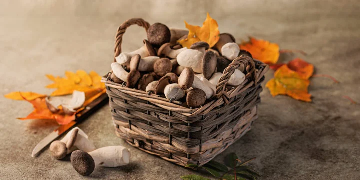 Идём в лес: что обязательно нужно знать грибникам