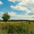 Поля, леса и луга — в этих местах располагаются пасеки «Мёд Руси. Медов»