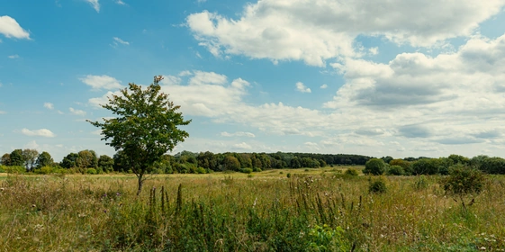 Поля, леса и&nbsp;луга — в&nbsp;этих местах располагаются пасеки «Мёд Руси. Медов»
