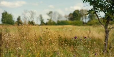 Пасека должна находиться вдали от&nbsp;дорог, ферм и&nbsp;производств. Чем чище место, тем чище мёд