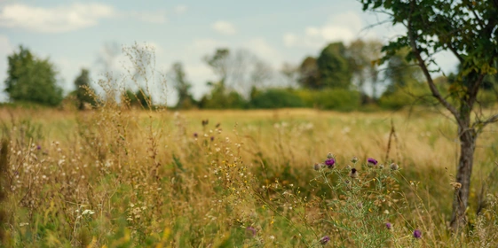 Пасека должна находиться вдали от&nbsp;дорог, ферм и&nbsp;производств. Чем чище место, тем чище мёд