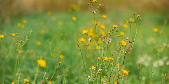 На пасеке в&nbsp;Орловской области пасечник Юрий и&nbsp;его семья собирают в&nbsp;основном луговой и&nbsp;гречишный мёд. Они ведут довольно отшельнический образ жизни: на&nbsp;ближайшие 20 километров нет ни одного населённого пункта