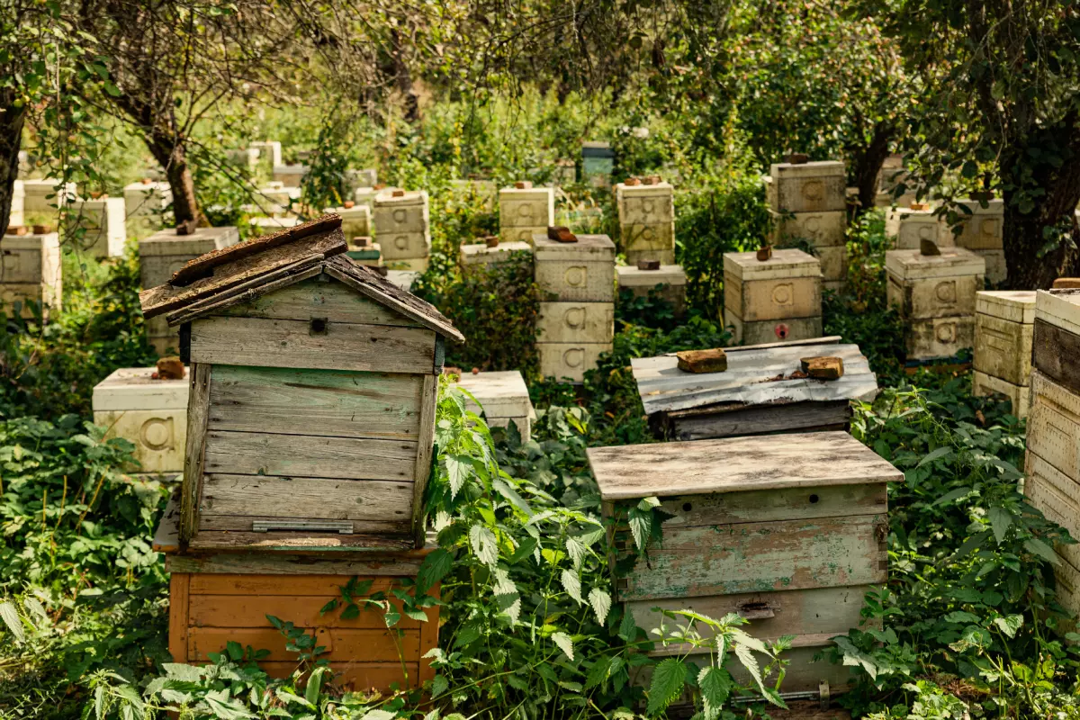 Пчеловоды собирают несколько урожаев мёда за сезон — это мёд разных сортов от разных медоносов, которые цветут каждый в своё время