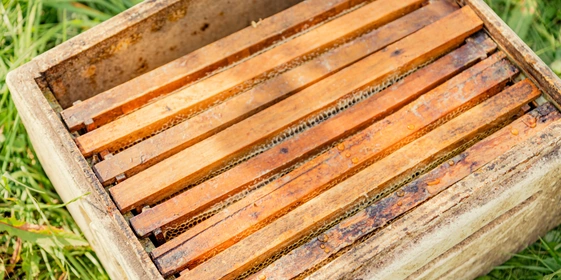 Медовые рамки