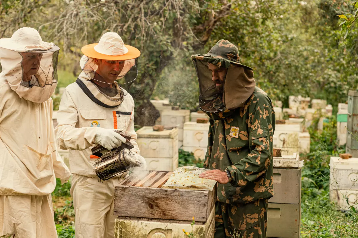 Пчёлы не привыкают к определённому человеку, но они чувствуют привычное обращение, запоминают порядок действий пчеловода