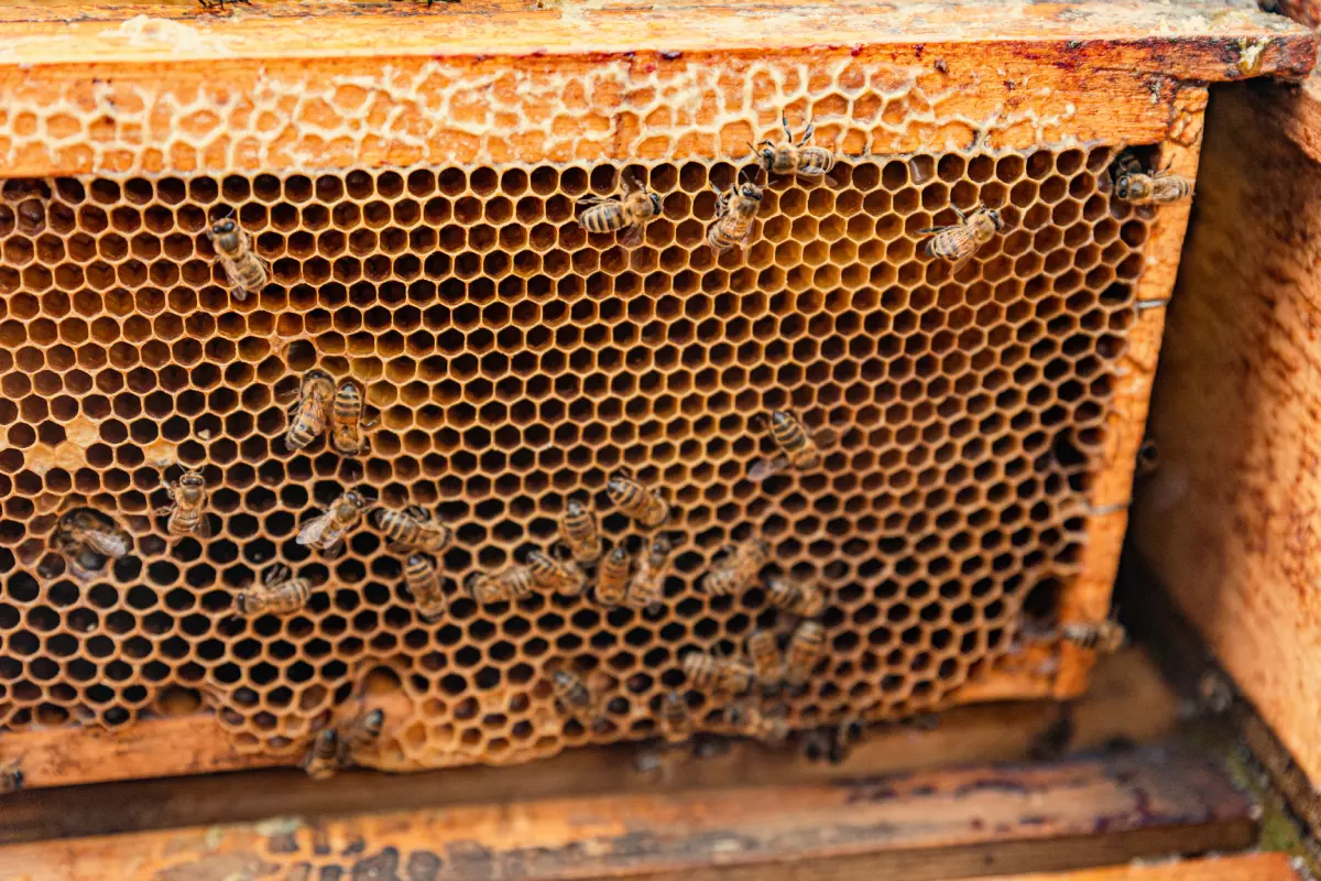 При выемке медовых рамок резким движением пчёл стряхивают обратно в улей. Делается это для того, чтобы не забирать их из семьи