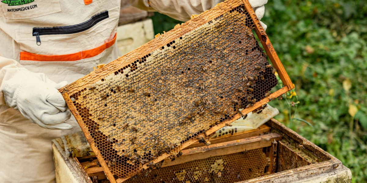 Мёд собирают тогда, когда пчёлы запечатали соты. В&nbsp;это время он имеет определённую влажность и&nbsp;правильную кондицию