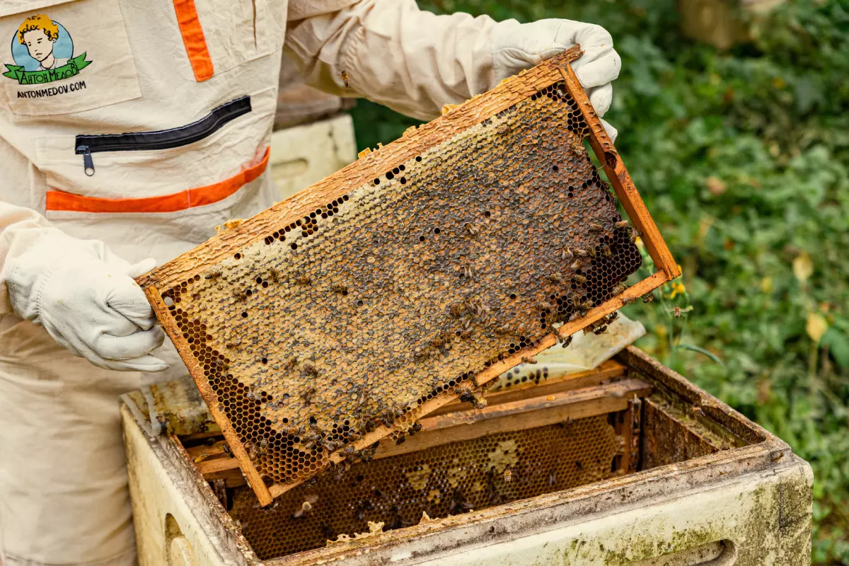 Мёд собирают тогда, когда пчёлы запечатали соты. В это время он имеет определённую влажность и правильную кондицию