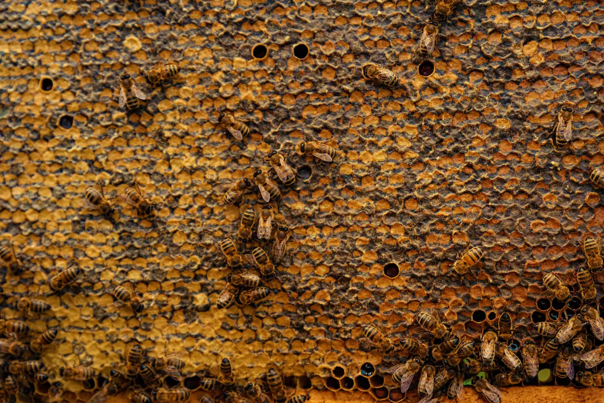 Пчеловоды никогда не откачивают весь мёд из улья, оставляя запасы еды для пчёл до следующего сезона