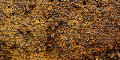 Пчеловоды никогда не откачивают весь мёд из&nbsp;улья, оставляя запасы еды для&nbsp;пчёл до&nbsp;следующего сезона