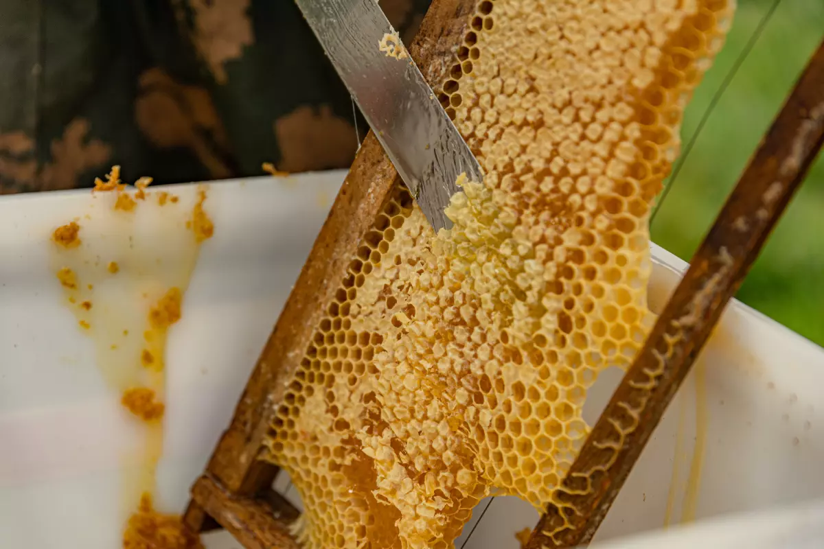 Мёд собирают с запечатанных сот со зрелым мёдом. С помощью ножа или шпателя рамка «распечатывается»: с обеих сторон срезают слой воска
