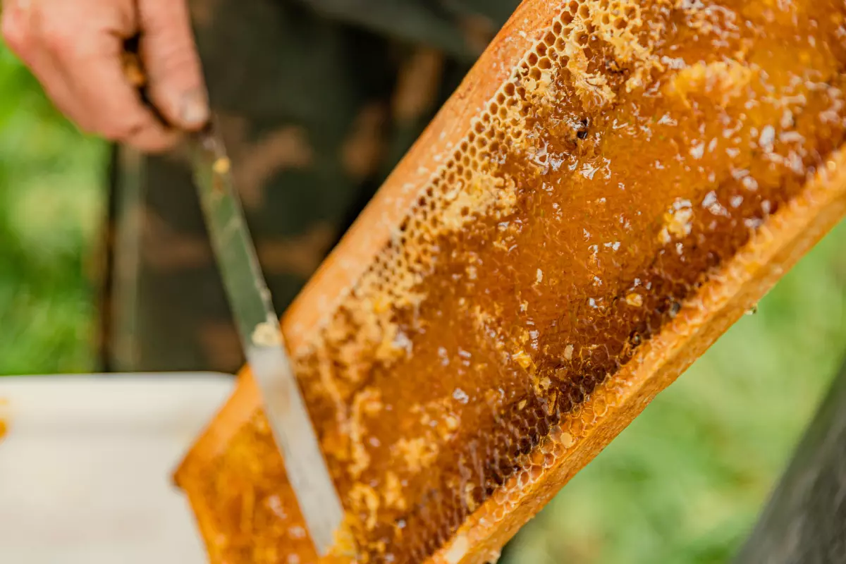 Мёд хорошо откачивается в тёплую погоду, когда воск податлив и пластичен