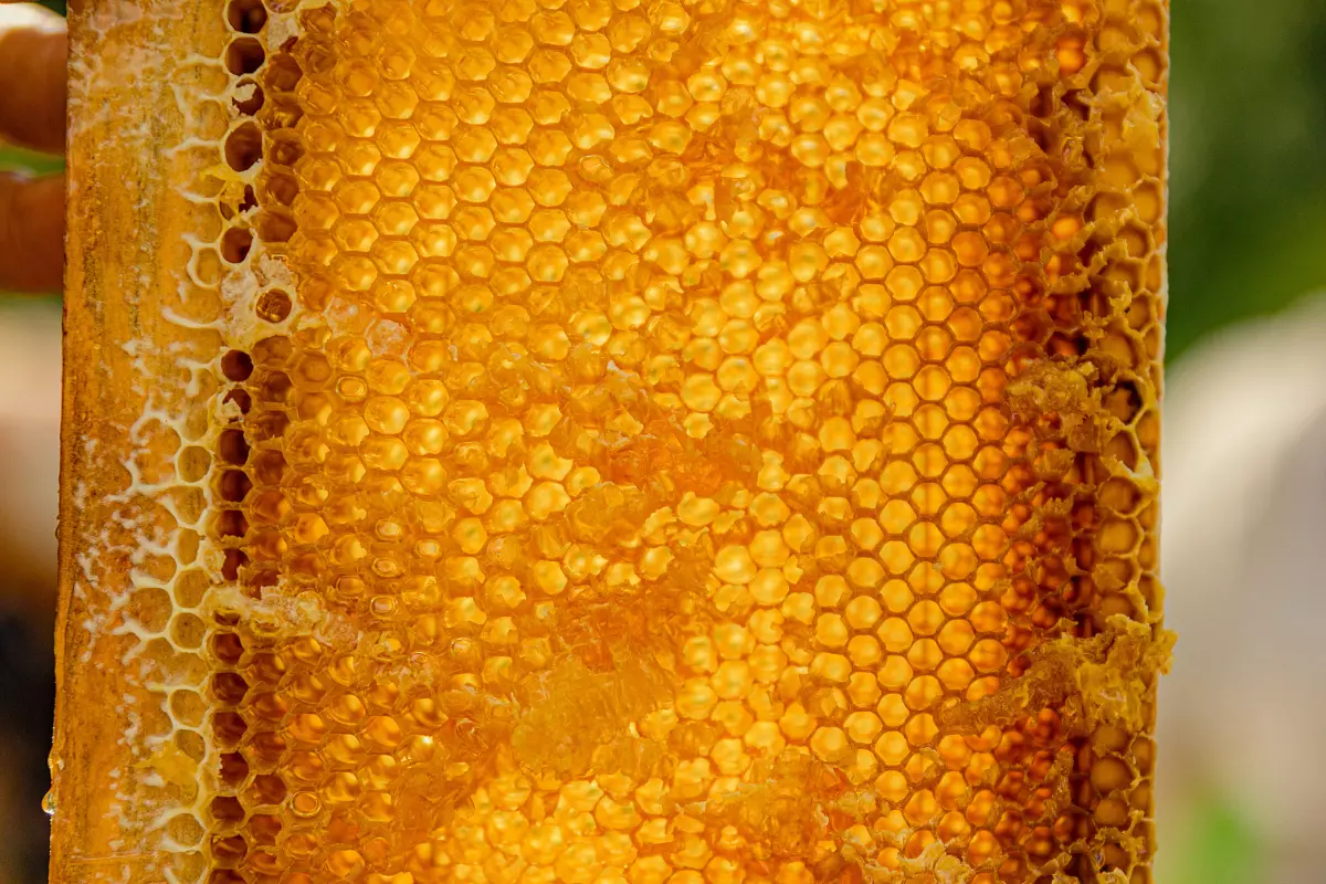 Зимой воск становится твёрдым, да и мёд вытекает иначе