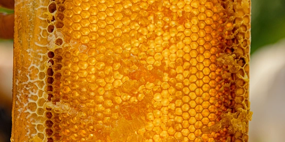 Зимой воск становится твёрдым, да и&nbsp;мёд вытекает иначе