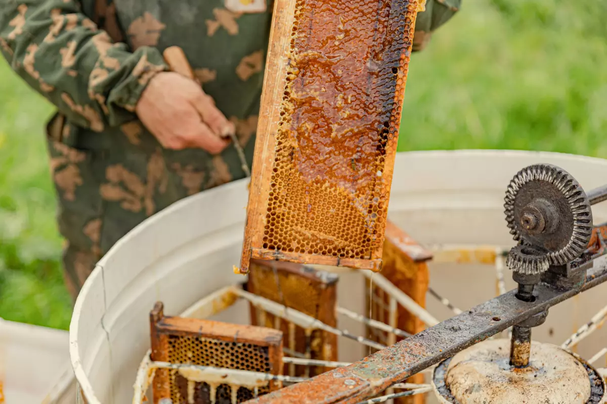 Рамки с мёдом помещают в медогонку и затем раскручивают её. Под действием центробежной силы мёд отделяется от сотов и стекает на дно ёмкости