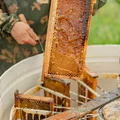 Рамки с мёдом помещают в медогонку и затем раскручивают её. Под действием центробежной силы мёд отделяется от сотов и стекает на дно ёмкости