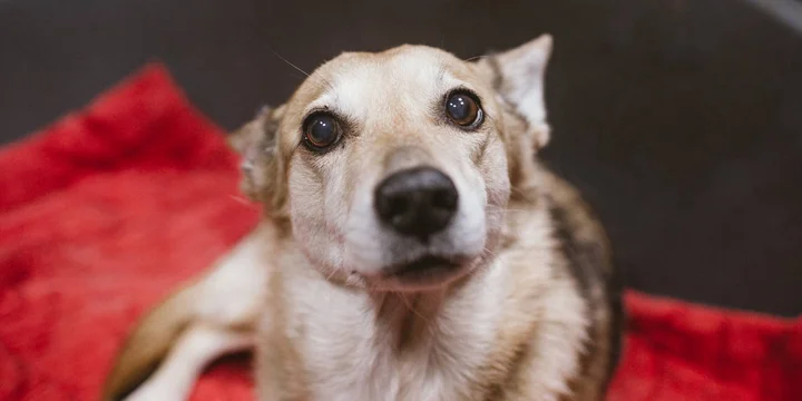 Что делать, если с питомцем нужно расстаться: спецматериал с фондом месяца