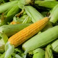 Привезённая прямо с краснодарских полей кукуруза подаётся в ванну с водой для предварительной очистки и далее по транспортёру поступает в цех