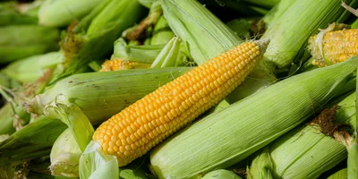 Привезённая прямо с краснодарских полей кукуруза подаётся в ванну с водой для предварительной очистки и далее по транспортёру поступает в цех
