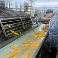Початки кукурузы очищают от&nbsp;покровных листьев на&nbsp;специальной установке — обдирочной машине, сотрудник контролирует качество очистки