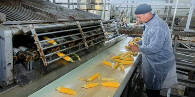 Початки кукурузы очищают от покровных листьев на специальной установке — обдирочной машине, сотрудник контролирует качество очистки