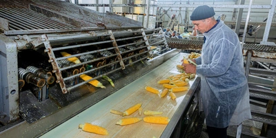 Початки кукурузы очищают от&nbsp;покровных листьев на&nbsp;специальной установке — обдирочной машине, сотрудник контролирует качество очистки