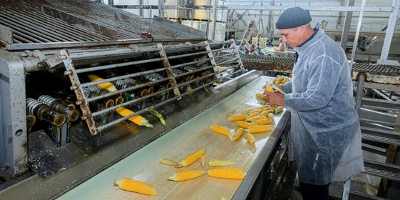 Початки кукурузы очищают от покровных листьев на специальной установке — обдирочной машине, сотрудник контролирует качество очистки